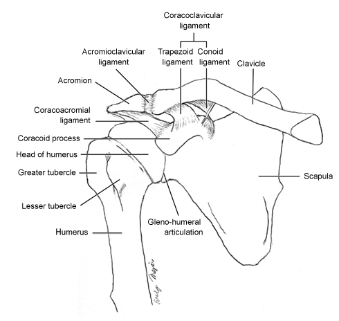 anterior_shoulder
